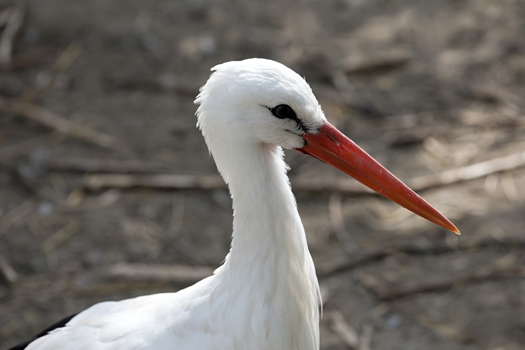 vogels vogel hdr fauna natuur aves zang vliegen vrij